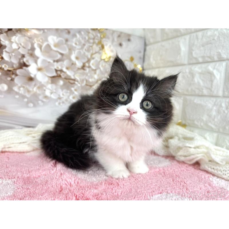 販売中の埼玉県のミヌエット-131843の4枚目