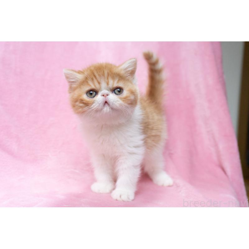 販売中の東京都のエキゾチックショートヘア-132300の15枚目