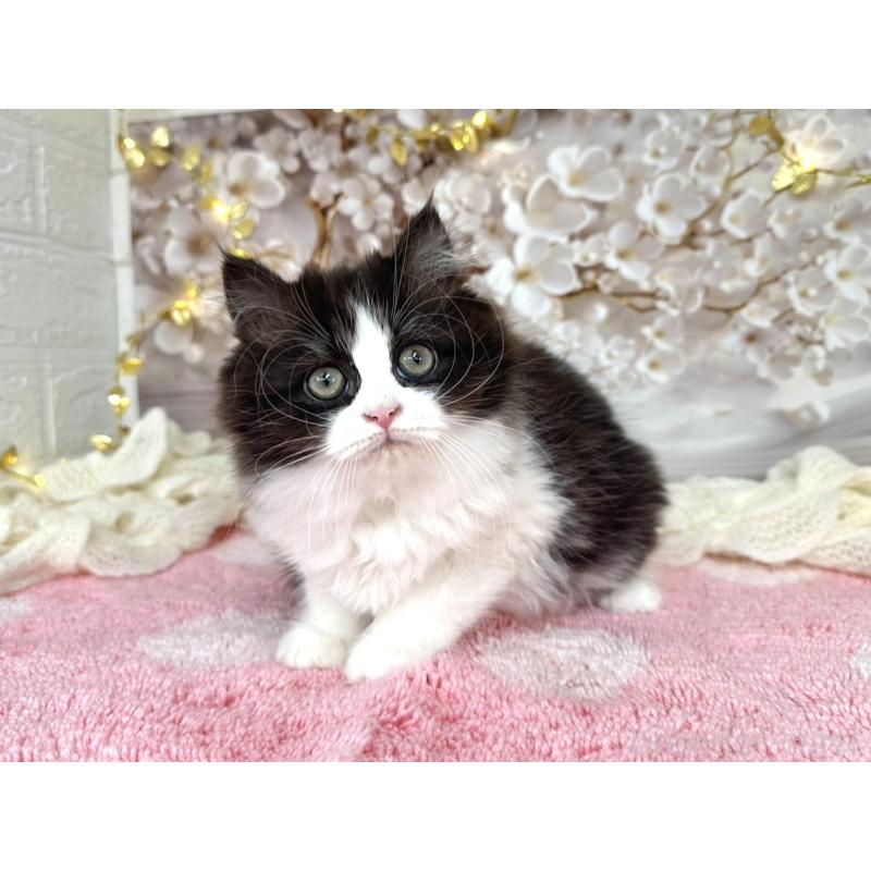 販売中の埼玉県のミヌエット-131843の3枚目