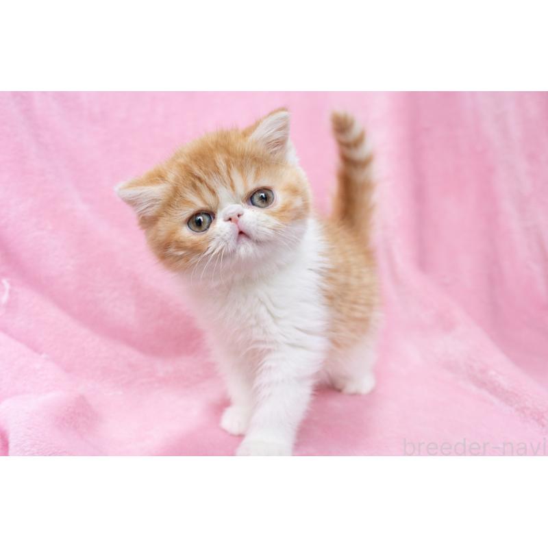 販売中の東京都のエキゾチックショートヘア-132300の14枚目