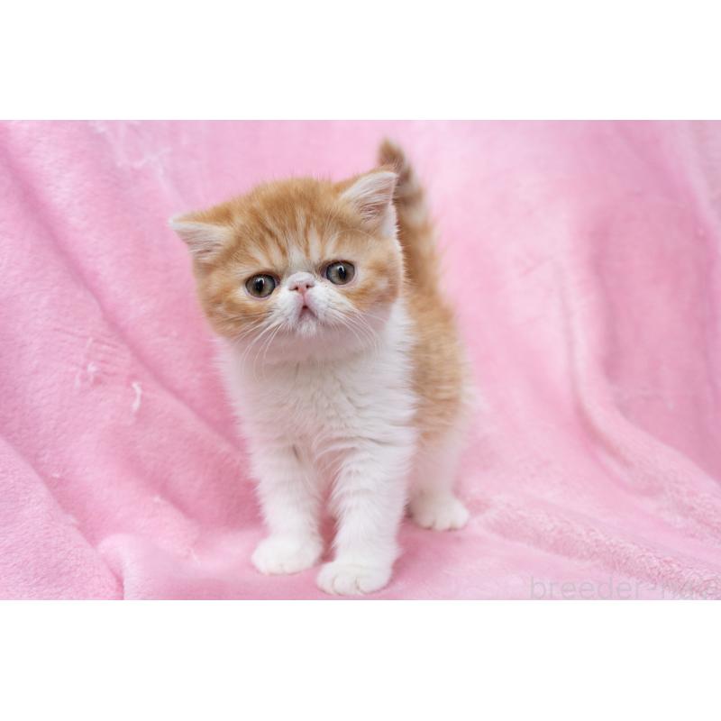 販売中の東京都のエキゾチックショートヘア-132300の12枚目