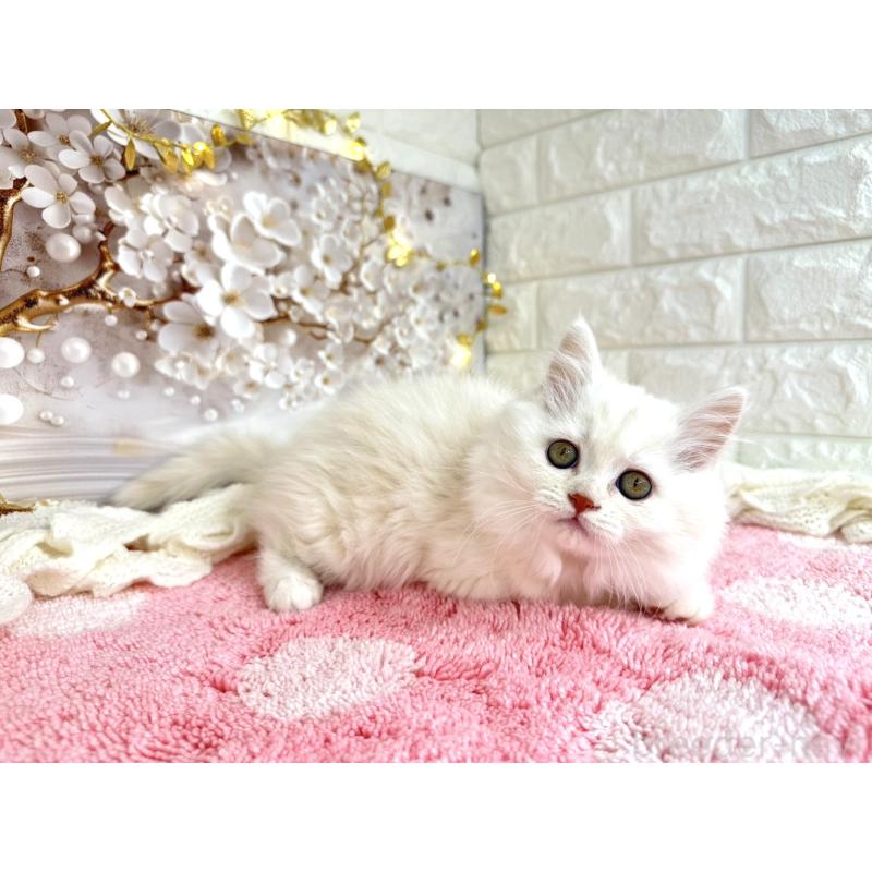 販売中の埼玉県のミヌエット-132281の1枚目