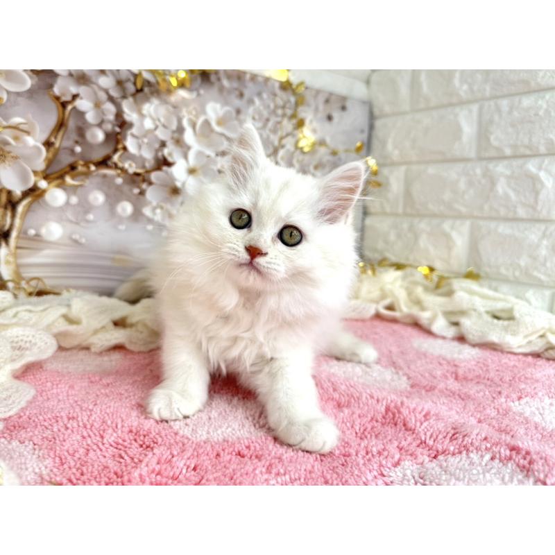 販売中の埼玉県のミヌエット-132281の6枚目