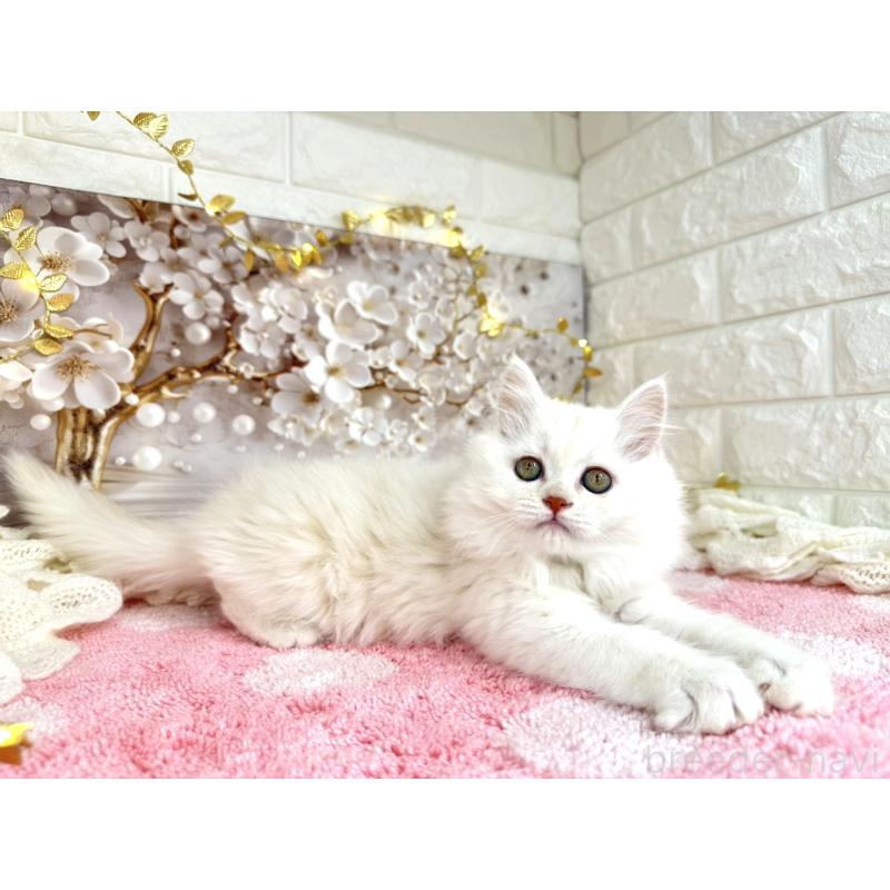 販売中の埼玉県のミヌエット-132281の4枚目