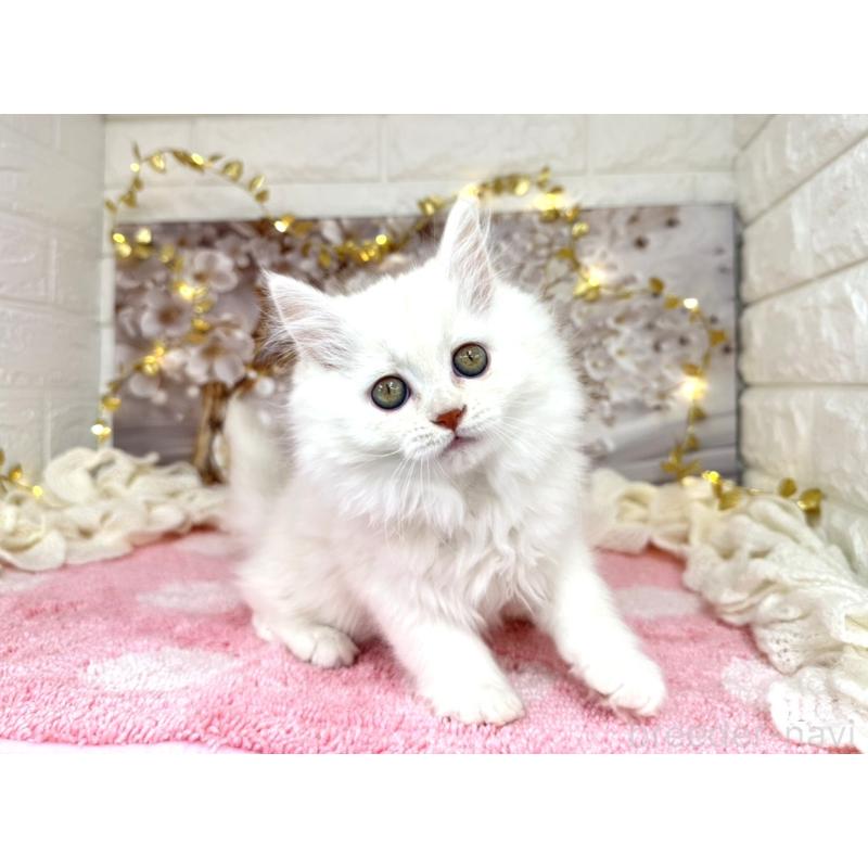 販売中の埼玉県のミヌエット-132281の3枚目