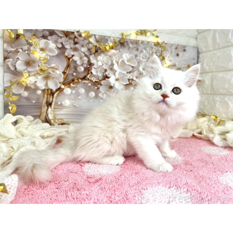 販売中の埼玉県のミヌエット-132281の2枚目