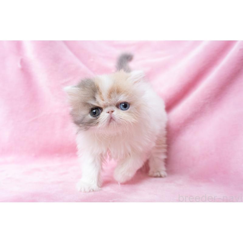 成約済の東京都のエキゾチックロングヘア-133209の5枚目