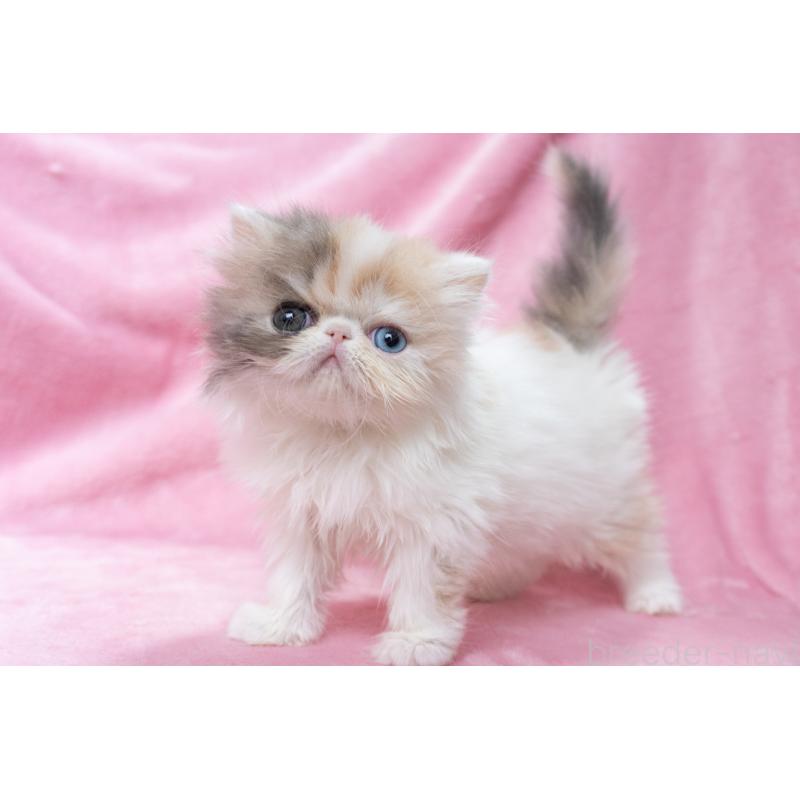 成約済の東京都のエキゾチックロングヘア-133209の4枚目