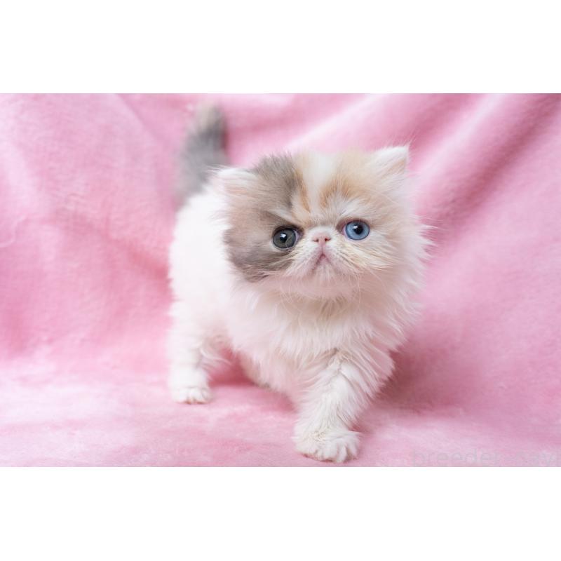 成約済の東京都のエキゾチックロングヘア-133209の3枚目