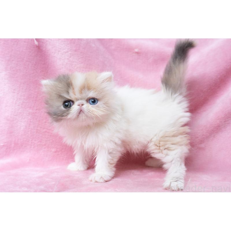 成約済の東京都のエキゾチックロングヘア-133209の2枚目