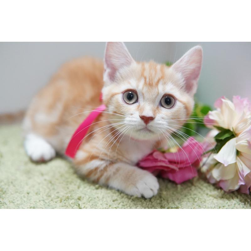 成約済の神奈川県のマンチカン(短足)-130330の6枚目