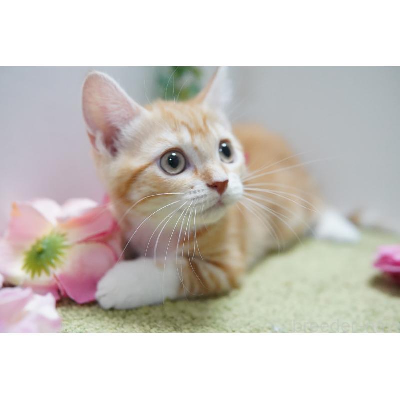 成約済の神奈川県のマンチカン(短足)-130330の5枚目