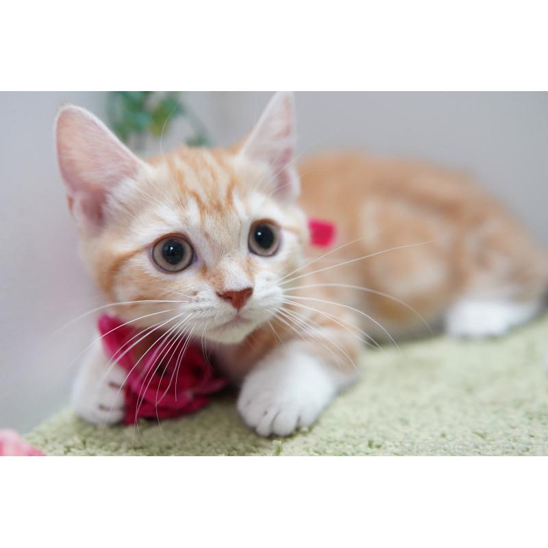 成約済の神奈川県のマンチカン(短足)-130330の4枚目