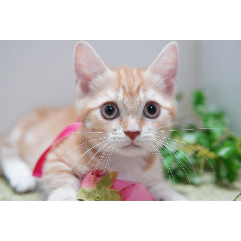 成約済の神奈川県のマンチカン(短足)-130330の3枚目