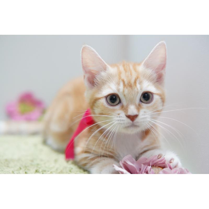 成約済の神奈川県のマンチカン(短足)-130330の2枚目