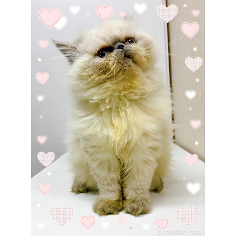 販売中の東京都のヒマラヤン-126389の6枚目