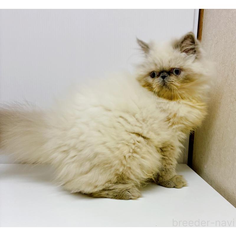 販売中の東京都のヒマラヤン-126389の5枚目