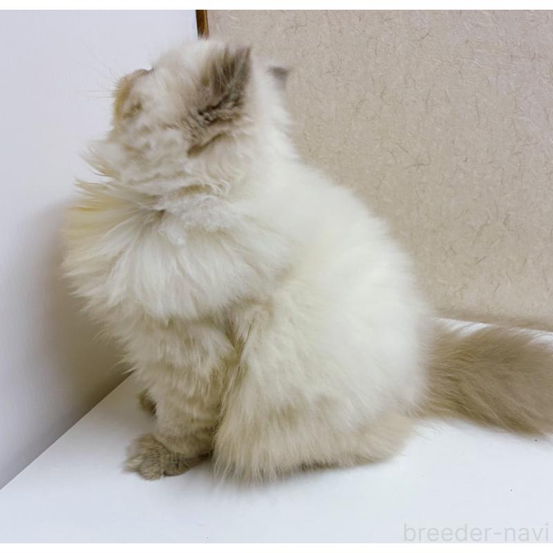 販売中の東京都のヒマラヤン-126389の4枚目