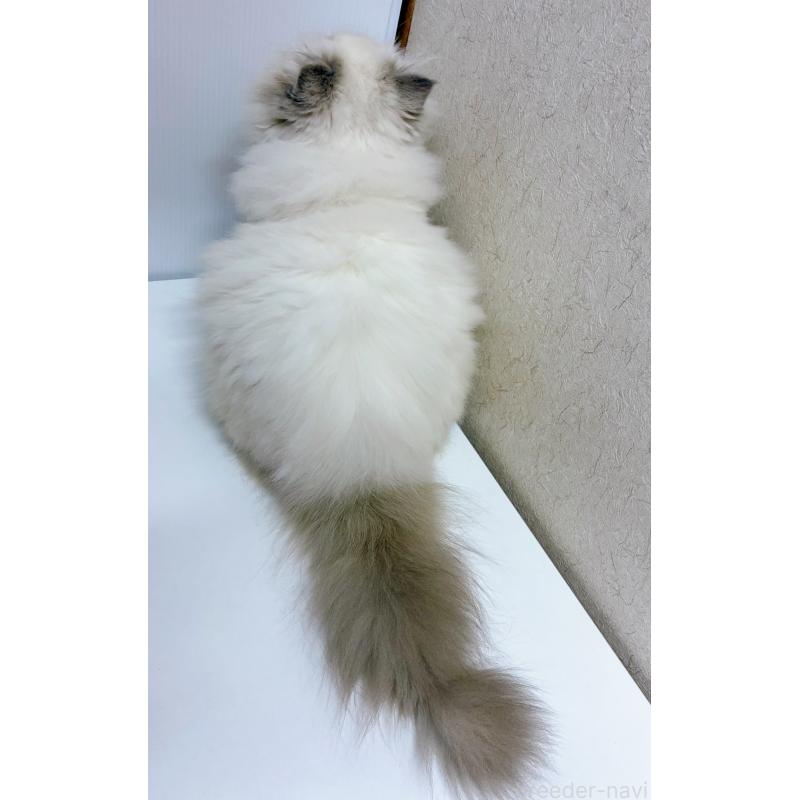 販売中の東京都のヒマラヤン-126389の3枚目