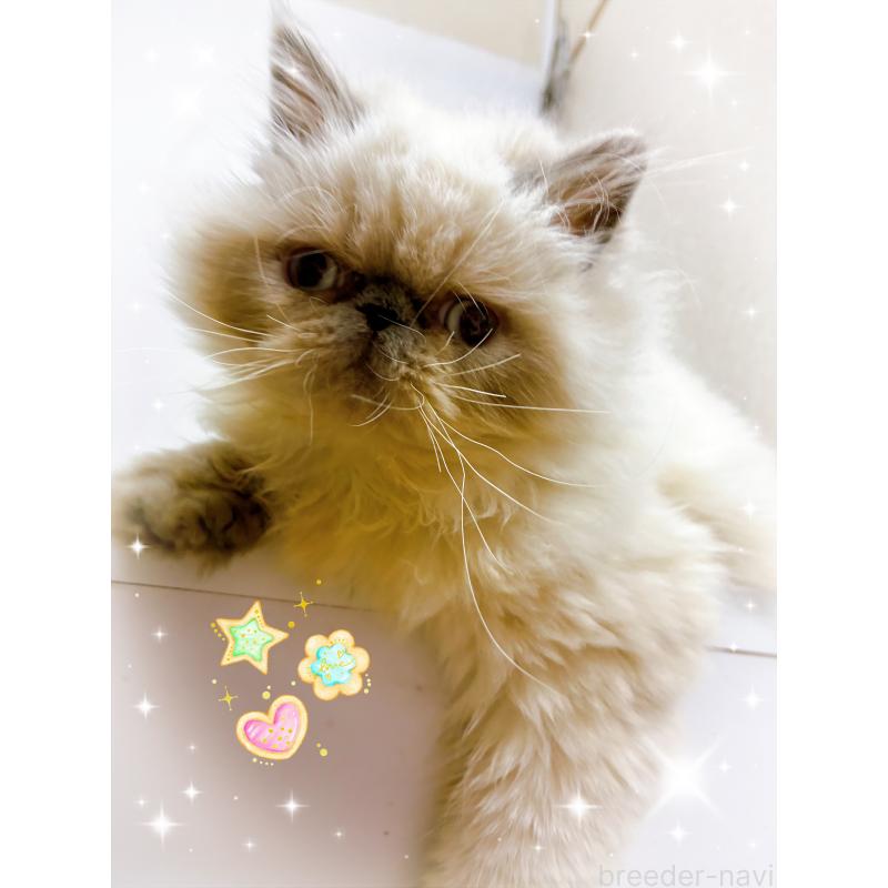 販売中の東京都のヒマラヤン-126389の2枚目