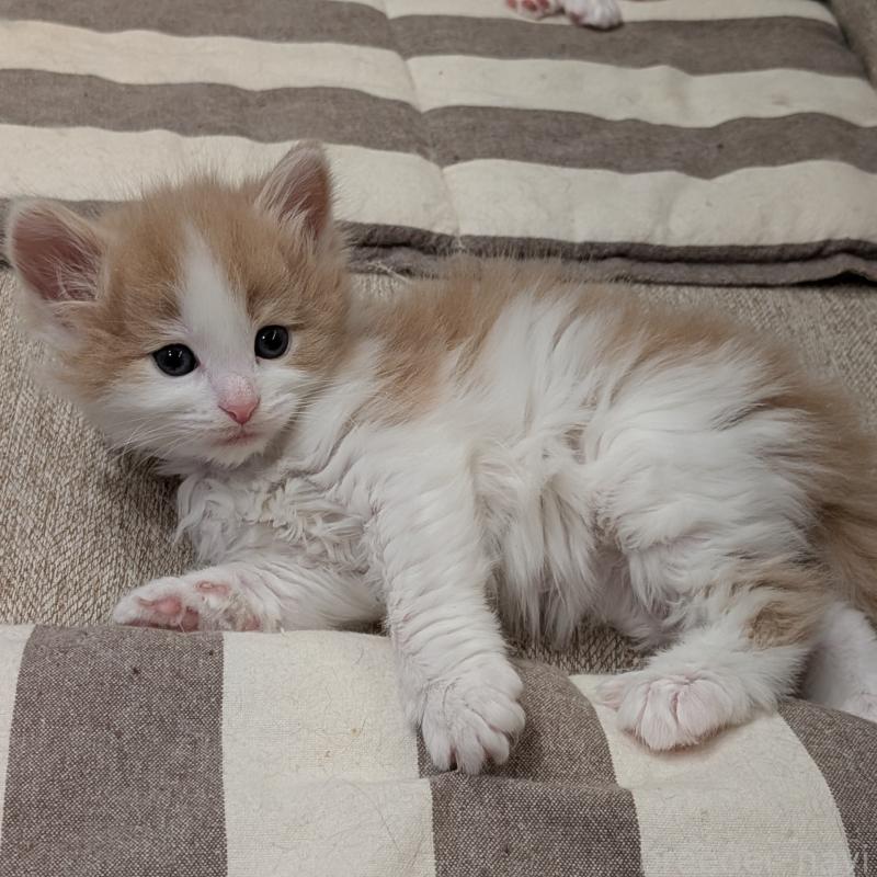 販売中の埼玉県のノルウェージャンフォレストキャット-134155の8枚目