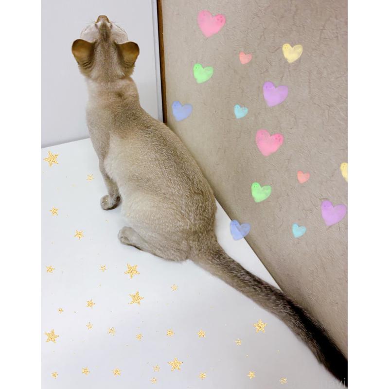 販売中の東京都のシンガプーラ-125789の4枚目