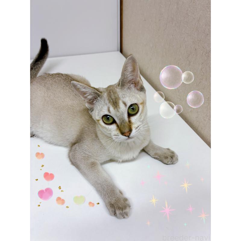 販売中の東京都のシンガプーラ-125789の3枚目