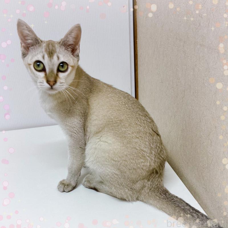 販売中の東京都のシンガプーラ-125789の2枚目