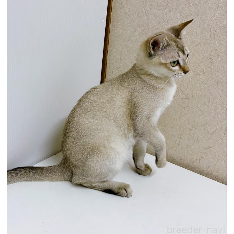 販売中の東京都のシンガプーラ-125779の5枚目