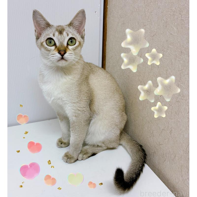 販売中の東京都のシンガプーラ-125779の4枚目