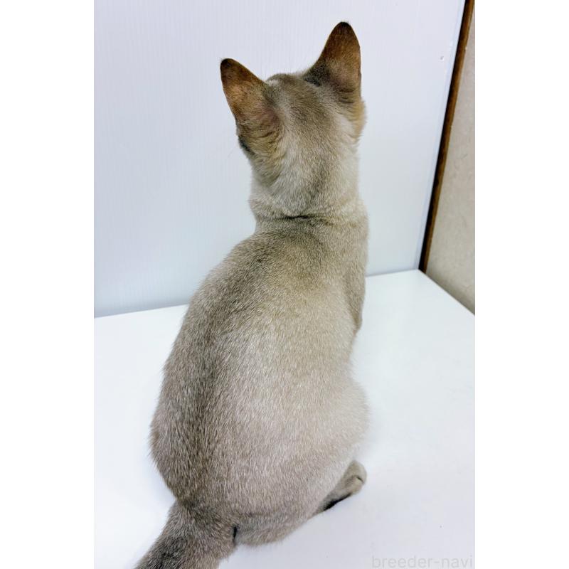 販売中の東京都のシンガプーラ-125779の3枚目