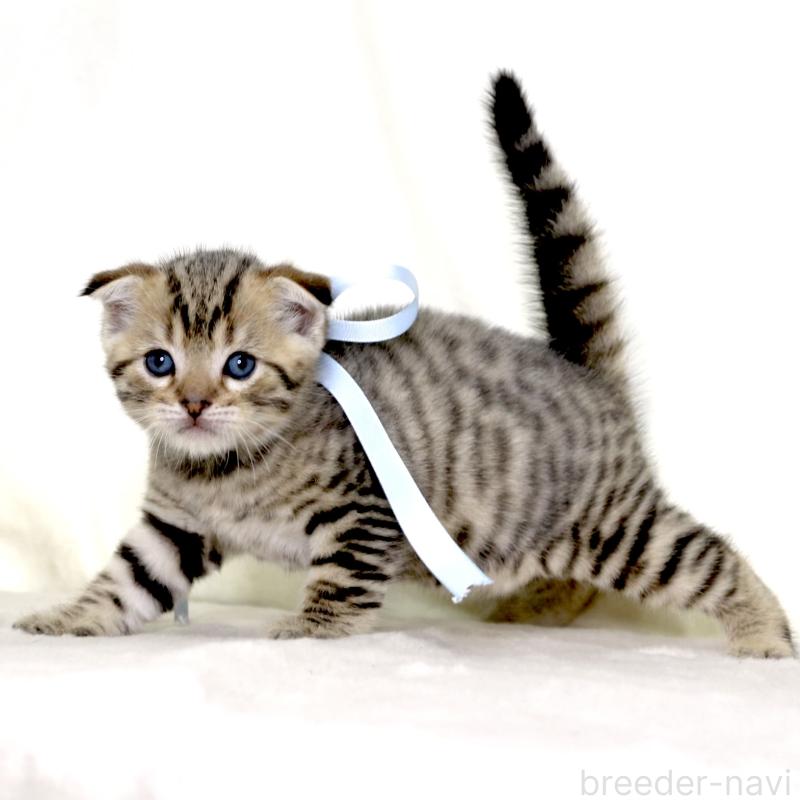 販売中の栃木県のジェネッタ-134174の9枚目