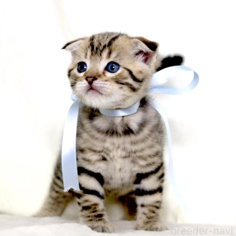 販売中の栃木県のジェネッタ-134174の8枚目