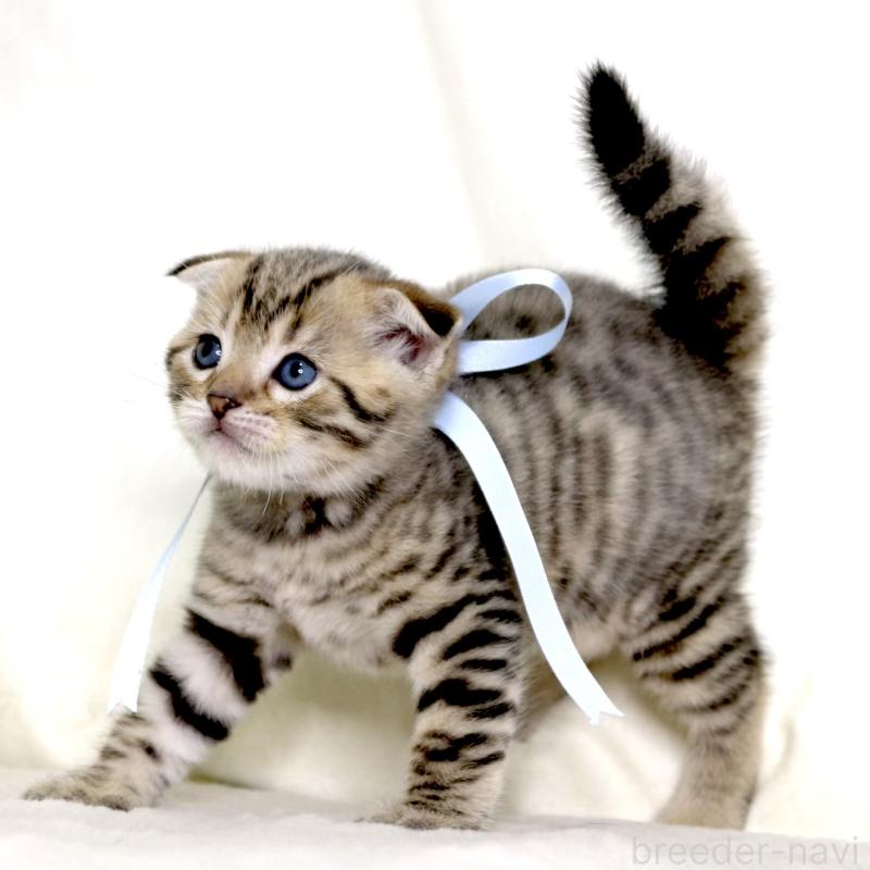 販売中の栃木県のジェネッタ-134174の7枚目