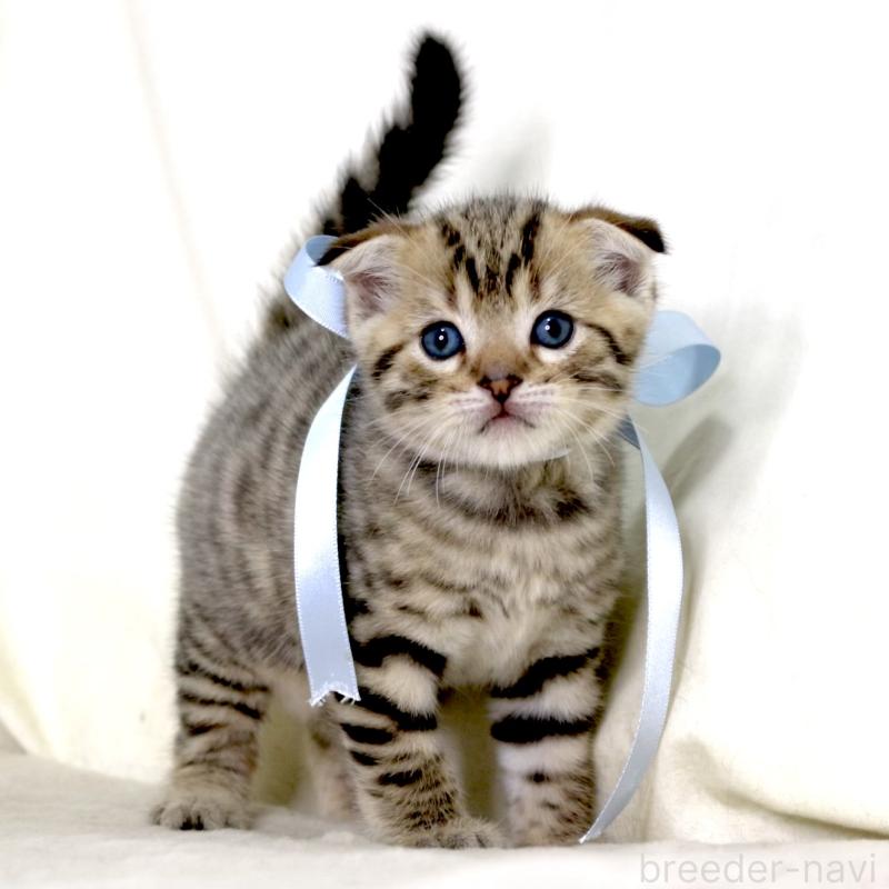 販売中の栃木県のジェネッタ-134174の6枚目