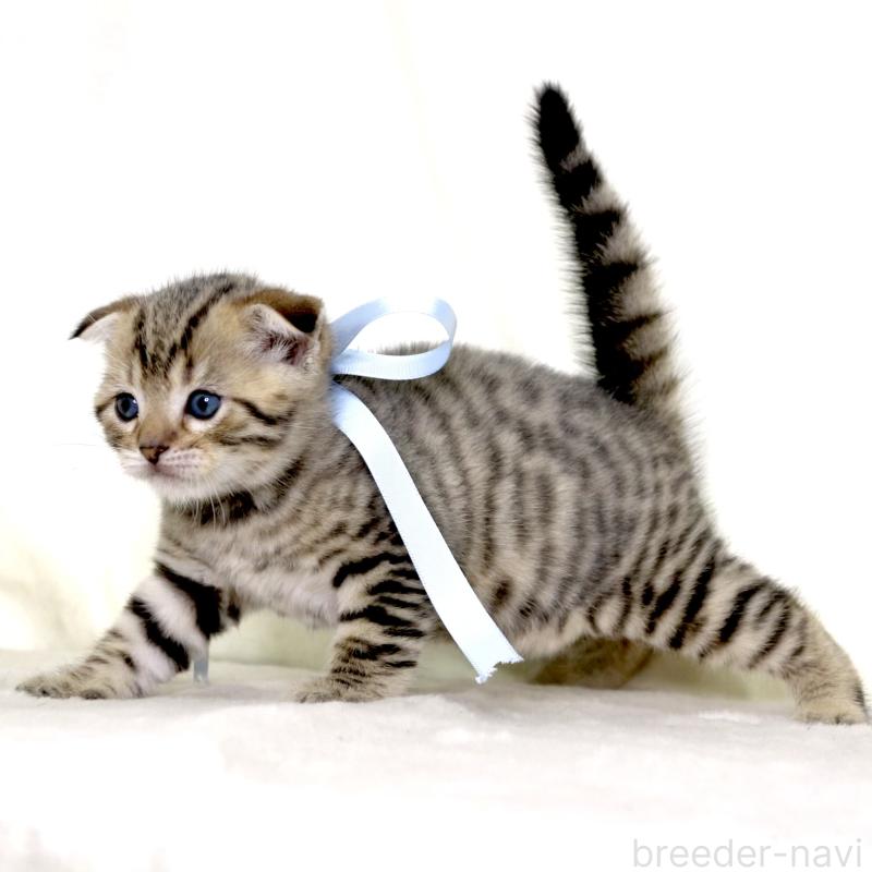 販売中の栃木県のジェネッタ-134174の5枚目