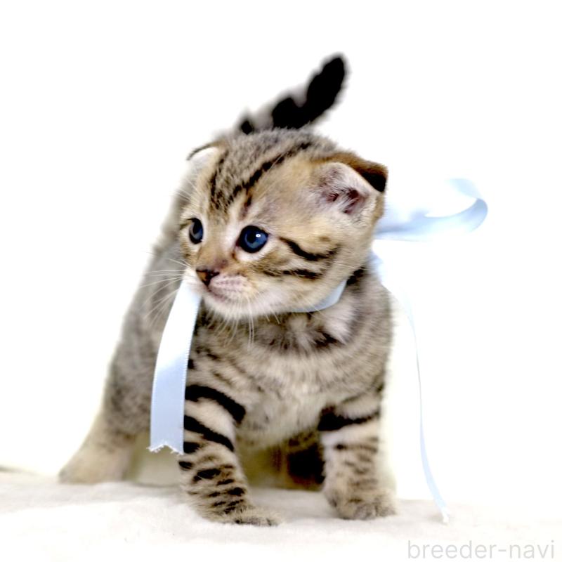 販売中の栃木県のジェネッタ-134174の4枚目