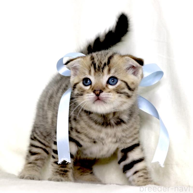 販売中の栃木県のジェネッタ-134174の3枚目