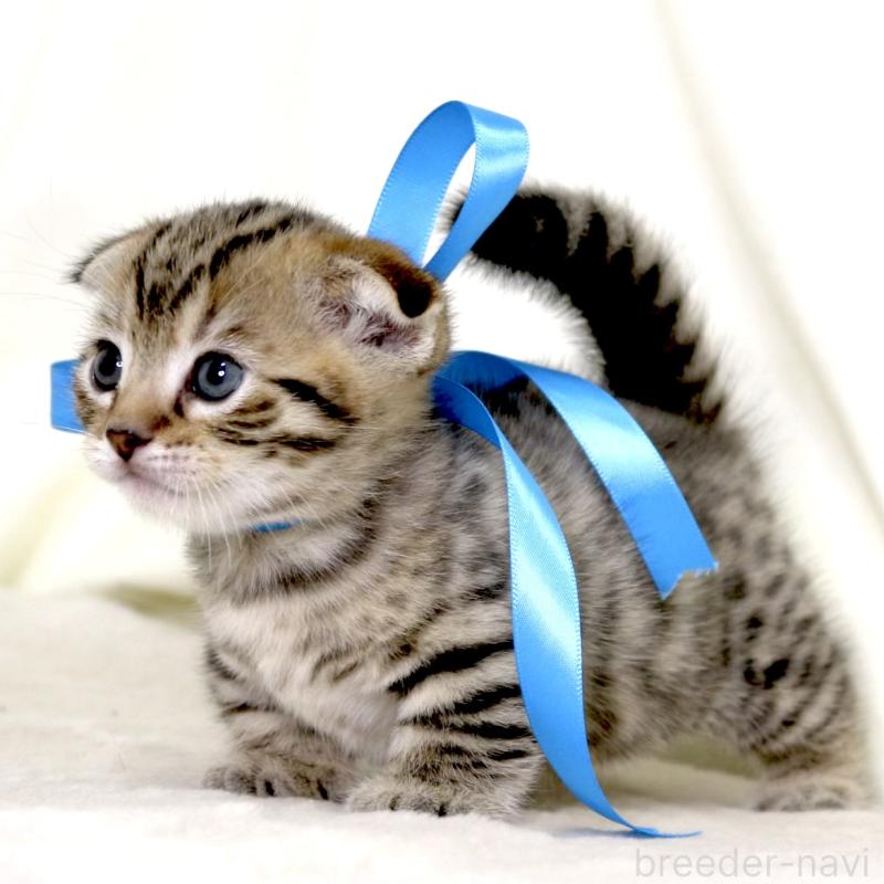 販売中の栃木県のジェネッタ-134175の10枚目