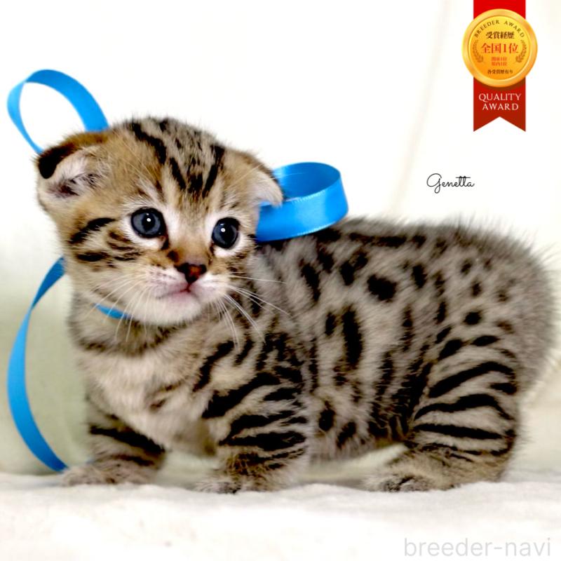 販売中の栃木県のジェネッタ-134175