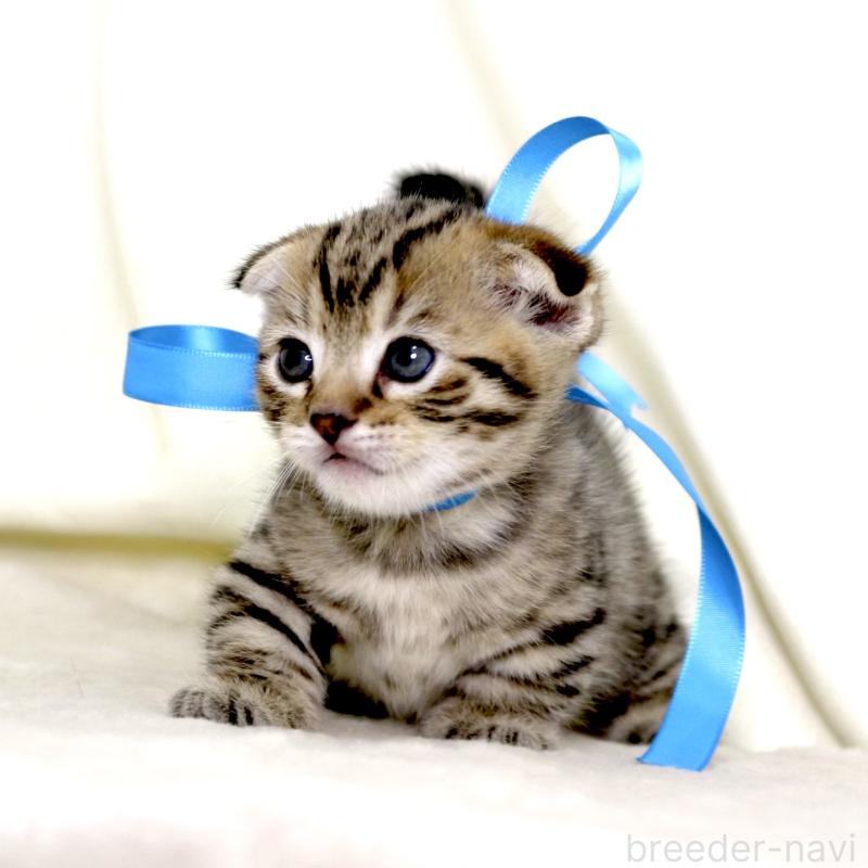 販売中の栃木県のジェネッタ-134175の9枚目