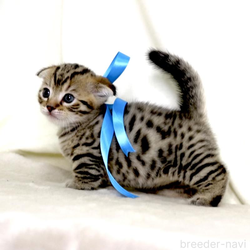 販売中の栃木県のジェネッタ-134175の8枚目