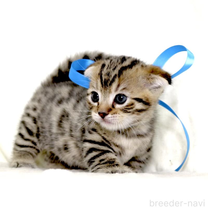 販売中の栃木県のジェネッタ-134175の7枚目