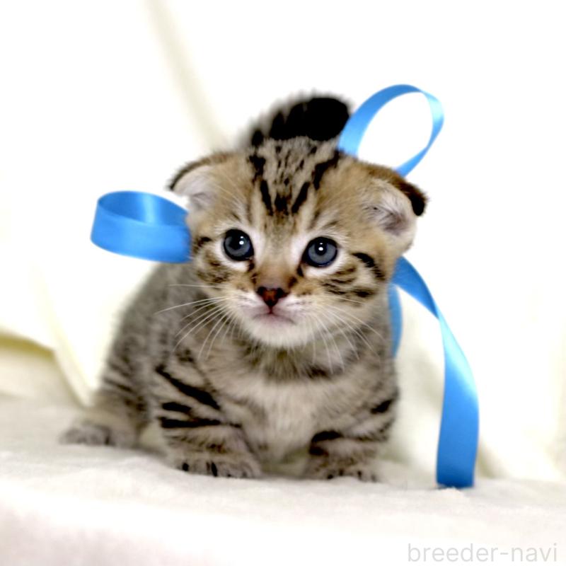 販売中の栃木県のジェネッタ-134175の5枚目