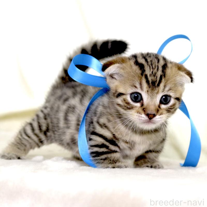 販売中の栃木県のジェネッタ-134175の3枚目