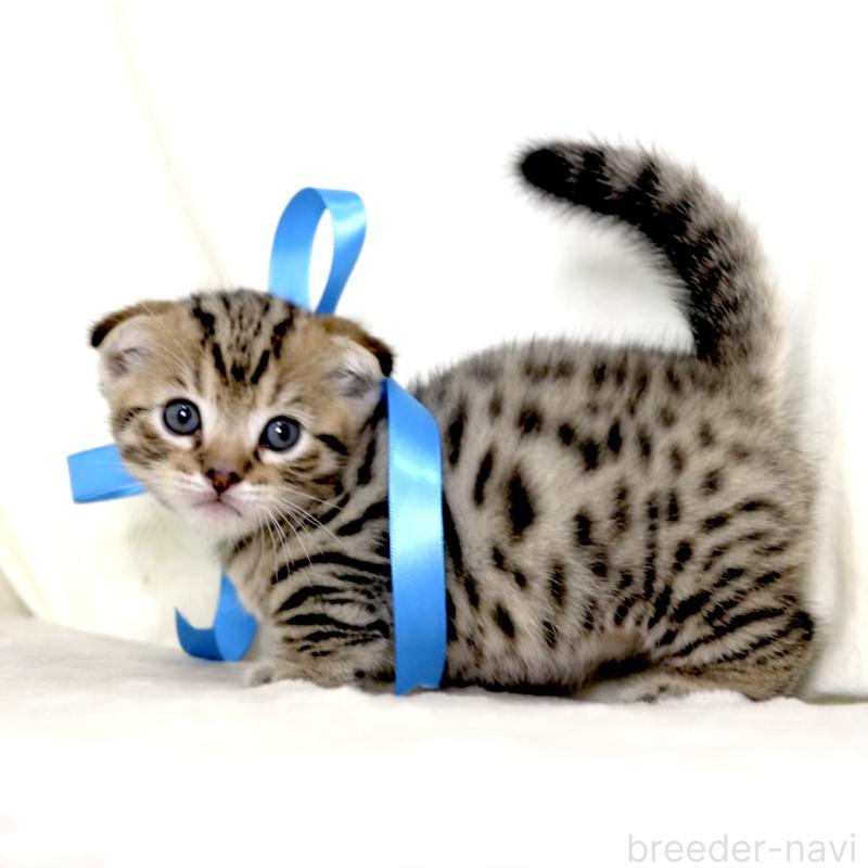 販売中の栃木県のジェネッタ-134175の2枚目