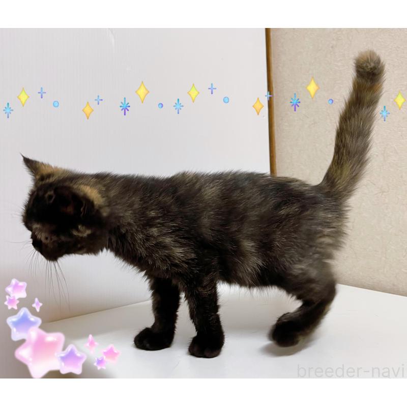 販売中の東京都のエキゾチックショートヘア-126394の4枚目