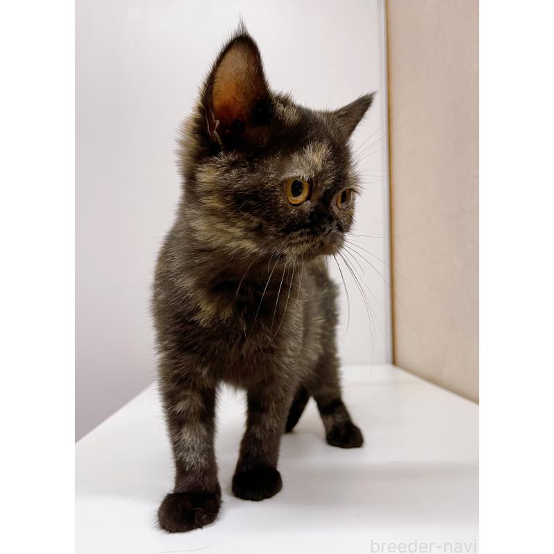 販売中の東京都のエキゾチックショートヘア-126394の2枚目