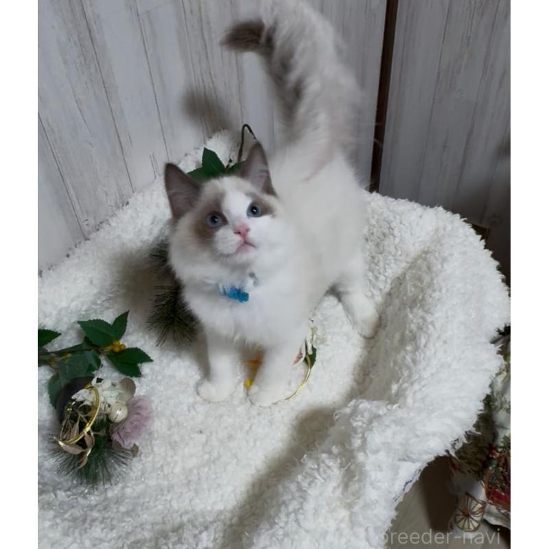 販売中の神奈川県のラグドール-134177の5枚目