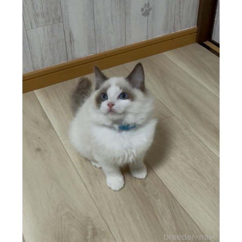 販売中の神奈川県のラグドール-134177の4枚目